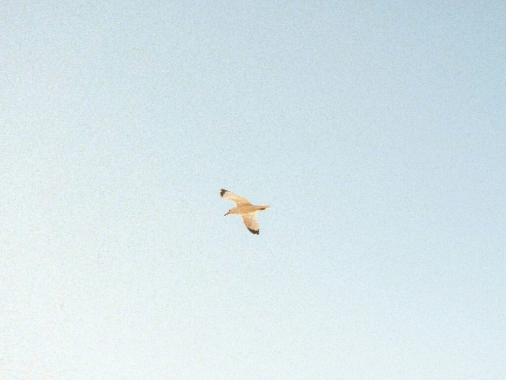 ท้องฟ้าโล่ง ๆ กว้าง ๆ มีแค่นกตัวเดียวบินอยู่